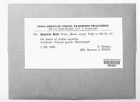 Mycosphaerella rubi image